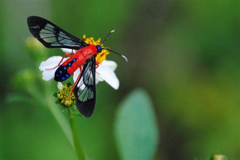 field notes and photos scarlet bodied wasp moth