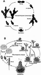 Yeast Unicellular Saccharomyces Cerevisiae Neurospora sketch template