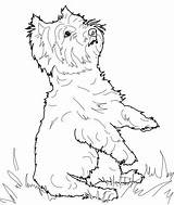 Terrier Coloring Pages Dog Highland West Yorkie Yorkshire Printable Jack Manatee Drawing Supercoloring Russell Color Book Information Getdrawings Puppy Australian sketch template