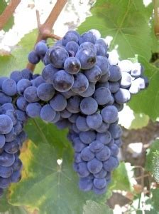 images  uvas  pinterest heart disease vineyard  green grapes