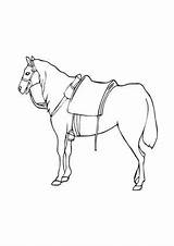 Pferd Sattel Pferde Ausmalbild Malvorlagen Ausdrucken Reiter sketch template