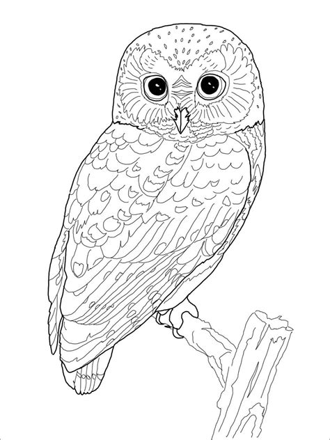 owl coloring page  adults coloringbay
