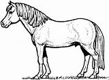 Pferd Pferde Pony Malvorlagen Fohlen Malvorlage Tiere Rides Shetty Filly Inspirierend Skizze Einhorn Beste Hunde sketch template