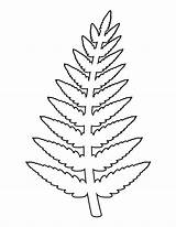 Fern Template Pattern Outline Coloring Leaves Leaf Stencil Stencils Clipart Printable Drawing Flowers Patternuniverse Flower Use Paper Templates Crafts Patterns sketch template