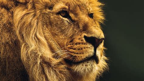 national geographic nature animal lion yellow wallpaper