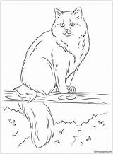 Cat Coloring Pages Ragdoll Tree Cats Siberian Printable Sits Drawing Himalayan Color Supercoloring Footed Ferret Kids Select Category Getdrawings Colorings sketch template
