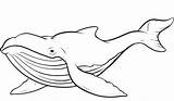 Coloring Whale Humpback sketch template