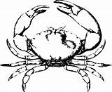 Crab Clipart Outline Clip Cliparts Library sketch template