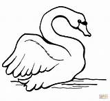 Coloring Swan Swans Disegni Cigni Cigno Mute sketch template