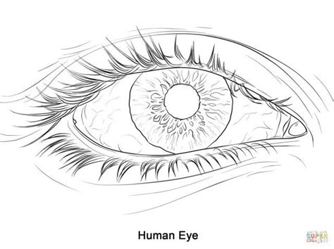 inspired photo  eye coloring page eye coloring page human eye