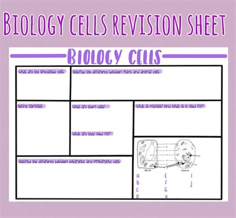 Cell Biology Revision Cards In Gcse Biology Hot Sex Picture