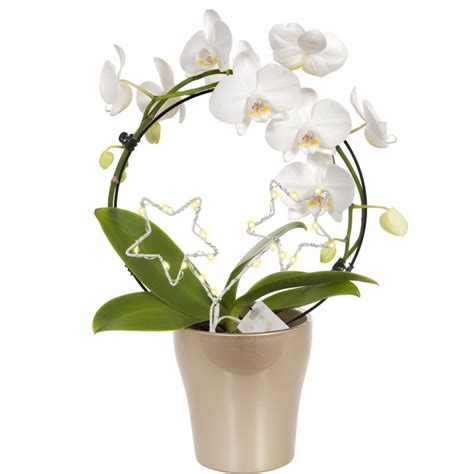 ah orchidee vormenmix bestellen albert heijn