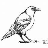 Drawing Birds Crows Kindergarten Crow Ravens sketch template