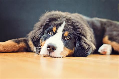 puffy head photograph  jill lehmann pixels