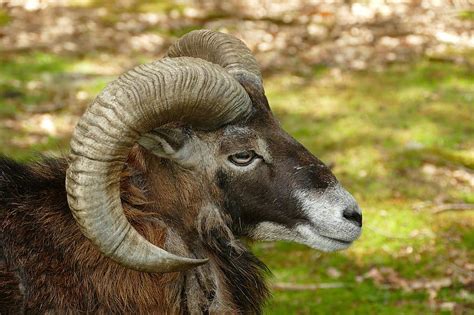 goat ram horns mammal fauna nature male crooked pikist