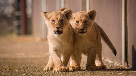 African Lion Cubs Born At Woburn Safari Park Take First