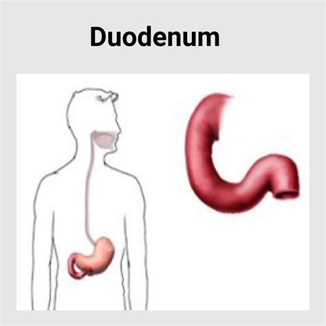 duodenum disease  gastroenterology hospital  india