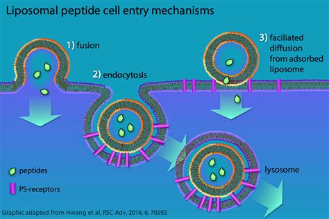 peptide loaded ps liposomes tolerogenics sarl