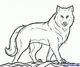 Wolf Coloring Printable Pages Drawings Drawing Outline Step Draw Sheets Gray Kids Print Choose Board Animal sketch template