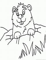Groundhog Woodchuck 123coloringpages Animal sketch template