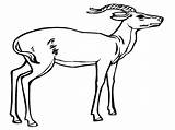 Antilope African Coloriage Antelopes Chamois Mammals Antelope Dessin Crafts Coloriages sketch template