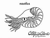 Nautilus Coloring Drawing Shell Tattoo Pages Life Colouring Pupae Designlooter Line Painting Printable Getdrawings Feather Jellyfish Crabs Peacock Sm Vector sketch template