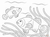 Clownfish Ikan Mewarnai Pez Payaso Ocellaris sketch template