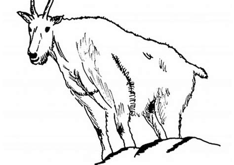 goat coloring pictures coloring home