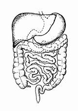 Intestines Coloring Intestine Pages Large Drawing Sheets System Anatomy Kids Circulatory Tobacco Education Sketch Clipart Body Printable Vezi Site Template sketch template