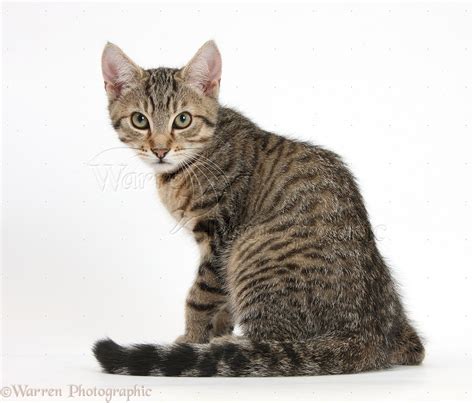 tabby kitten looking over his shoulder photo wp37180
