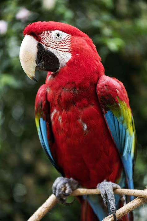 unbelievably splendiferous facts  parrots bird eden