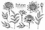Ginger Torch Leaves Flowers Collection Vector Clipart sketch template
