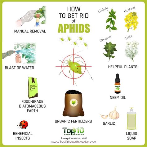 rid  aphids top  home remedies