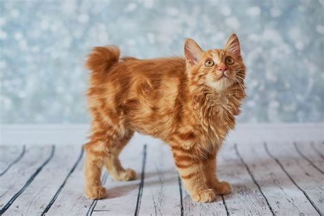 fluffy cat breeds youll   cuddle