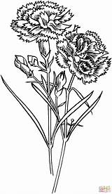 Carnation Coloring Flowers Pages Para Colorir Cravos Gif sketch template