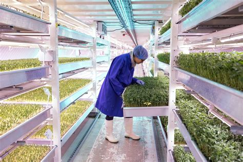 vertical farms tended by robots to make harvesting more efficient