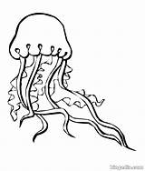 Medusa Bacterias Ozean Biopedia Hongos Ausmalbilder Marinos Reino sketch template