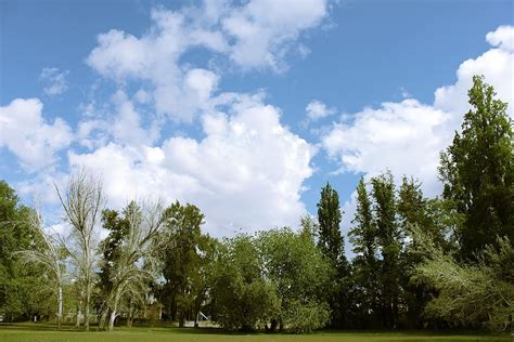 hd wallpaper trees cloud clouds park sky blue