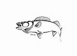Walleye Fish Snook Template Outlines sketch template