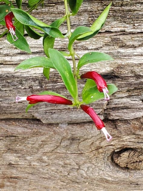 mini variegated lipstick plant cutting etsy