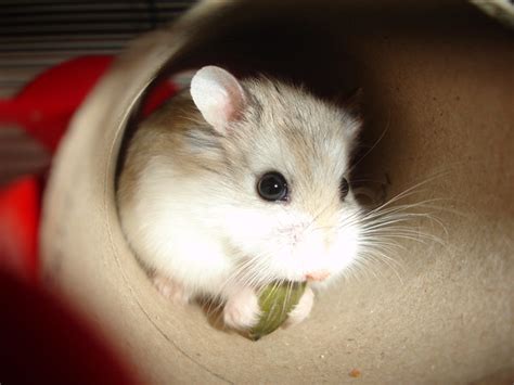 Roborovski Hamster Dwarf Flickr Photo Sharing