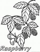 Raspberry Coloring Pages Part sketch template