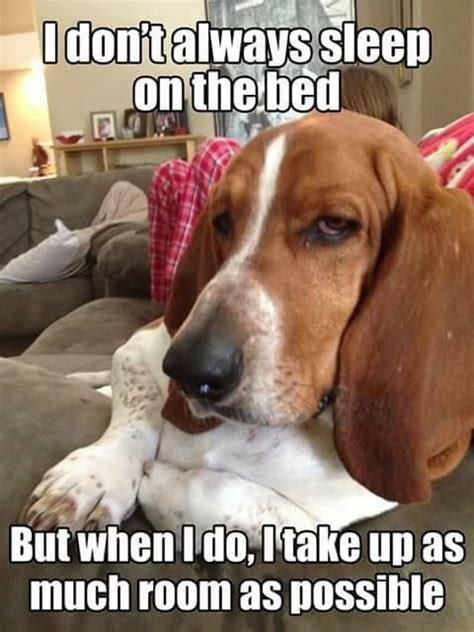 Vote Up The Funniest Basset Hound Memes Below And Be Sure