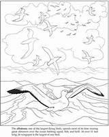 Albatross Getdrawings Dover sketch template