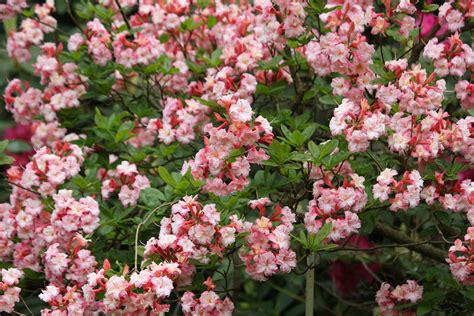 pink flowering shrubs  images summer flowering plants minerva