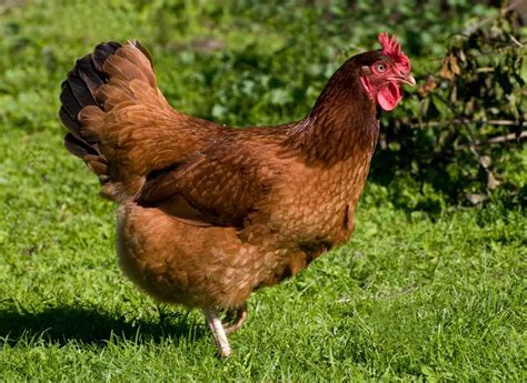 chicken breeds    choose       animals