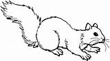 Squirrel Realistic Coloringbay Designlooter Dentistmitcham sketch template