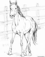 Coloring Mustang Pages Horses Kiger Horse Printable Print Beautiful Categories sketch template