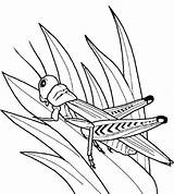 Grasshopper Insect Coloringhome sketch template
