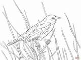 Blackbird Red Coloring Winged Pages Wing Branch Bird Drawing Perched Supercoloring Colouring Printable Google Draw Thrush Main Skip Search Choose sketch template